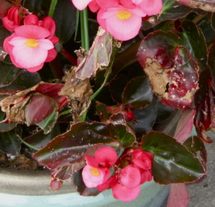 bloga-ieraksta-kaite-bilde